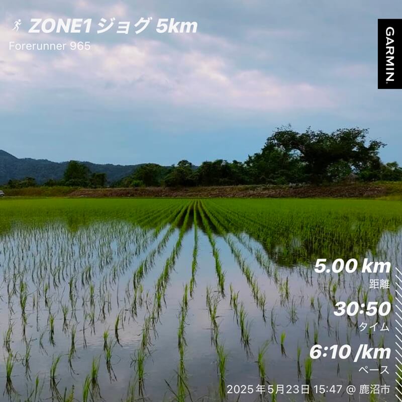 田植え直後の水田に並ぶ稲の列と空が映る静かな風景