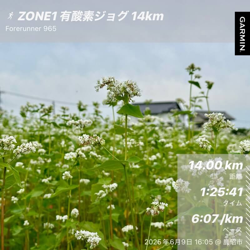 6月9日のそば畑とランニング記録