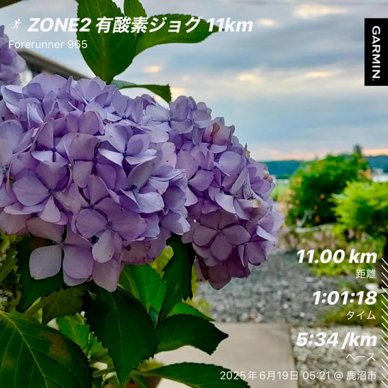 満開の紫陽花の花と朝のジョグ記録