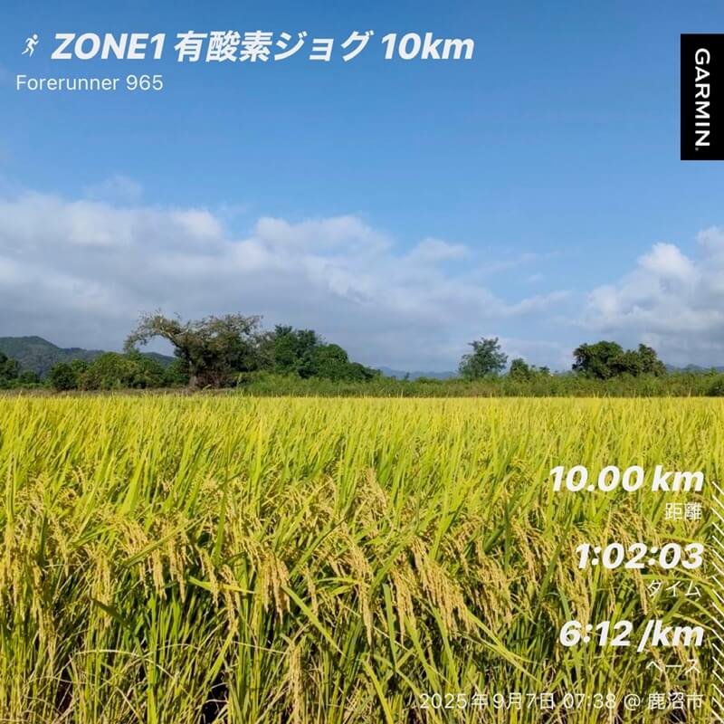 黄金色に実った稲穂の風景