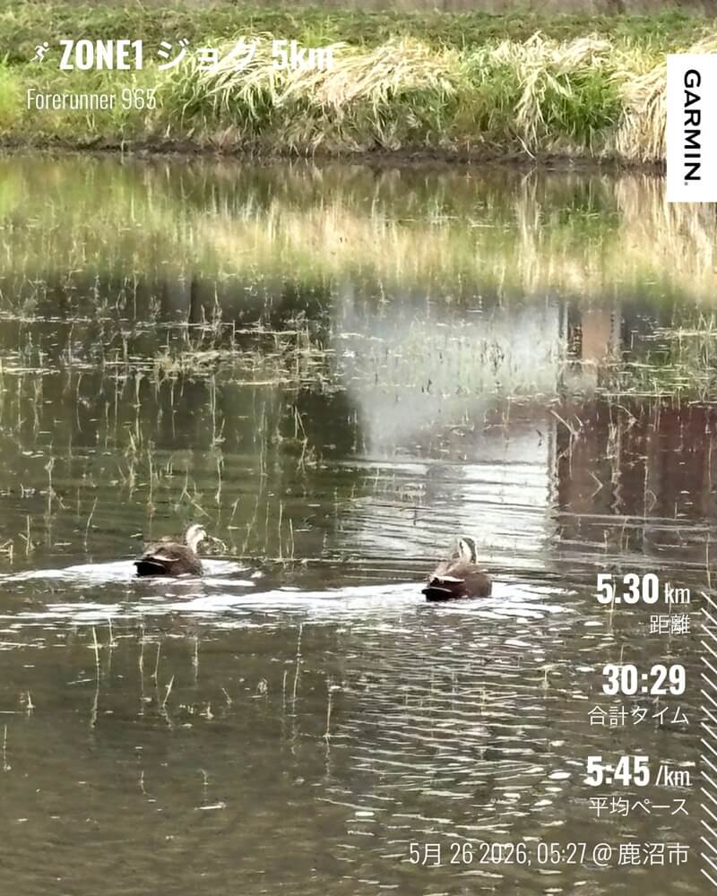 5月26日 ZONE1ジョグ5kmのGarmin記録
