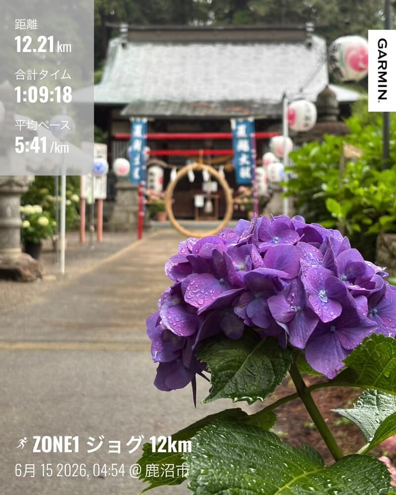 雨に濡れたアジサイと今宮神社を巡る49歳の誕生日ラン