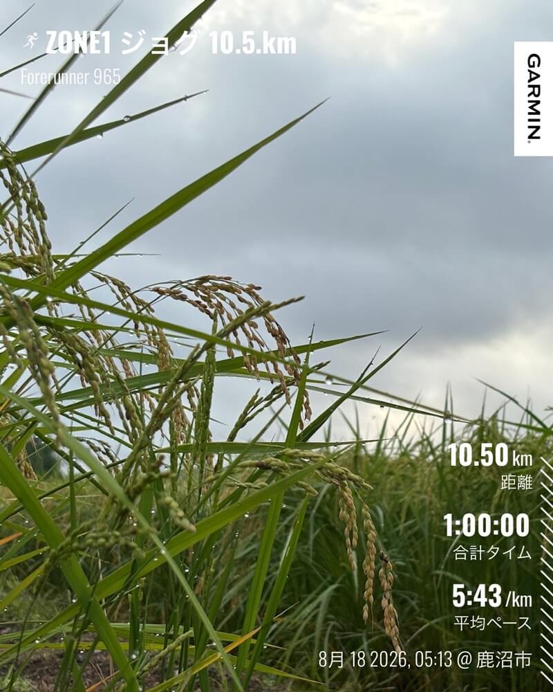 8月18日朝のZONE1ジョグで見かけた稲穂