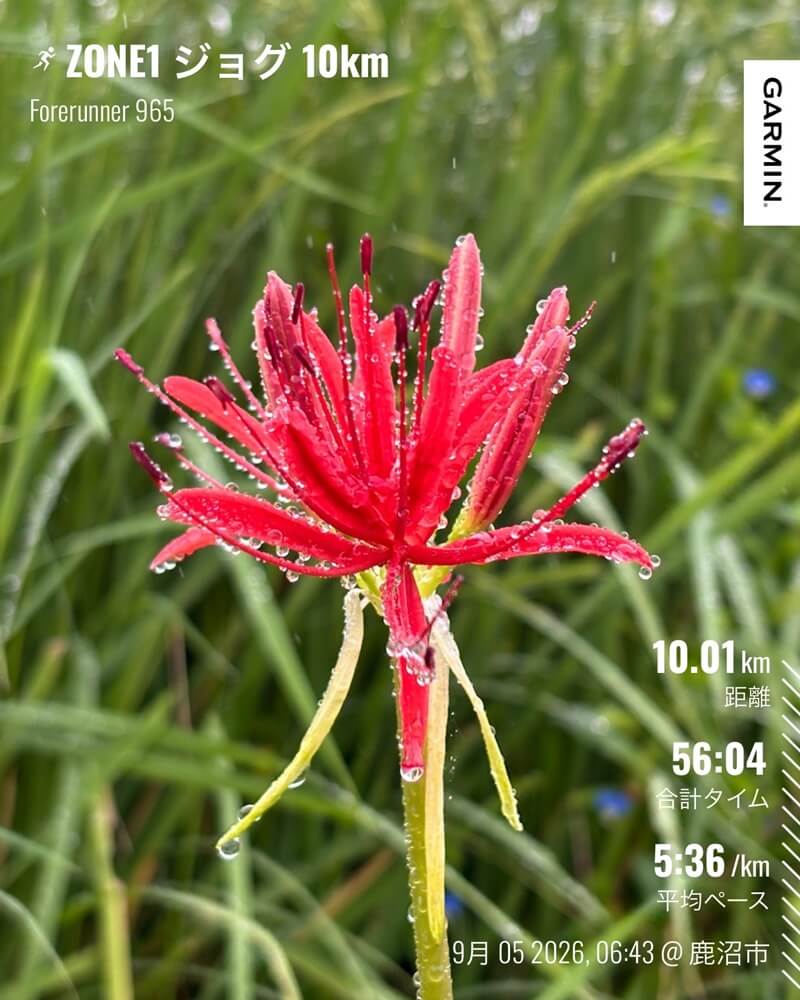 雨粒をまとった赤い彼岸花